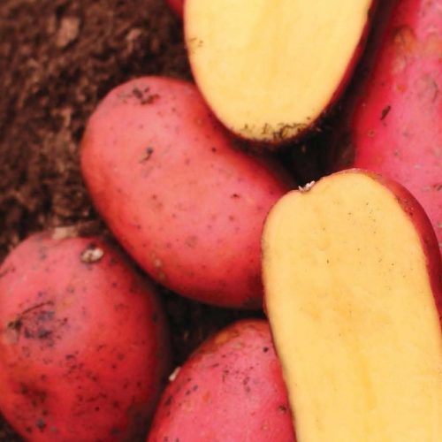 Certified Organic Rodeo Potatoes  20 kg crate " WISH LIST "